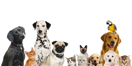 best dewormer the counter otc cat kitten wormer pyrantel animal dewormer hookworms roundworms pinworms ebay best dewormer the counter otc cat kitten wormer pyrantel animal dewormer hookworms roundworms pinworms ebay