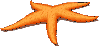 Star Fish